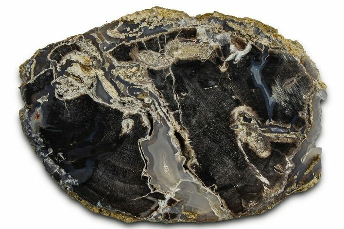 Petrified Wood (Schinoxylon) Limb Section - Blue Forest, Wyoming #371118